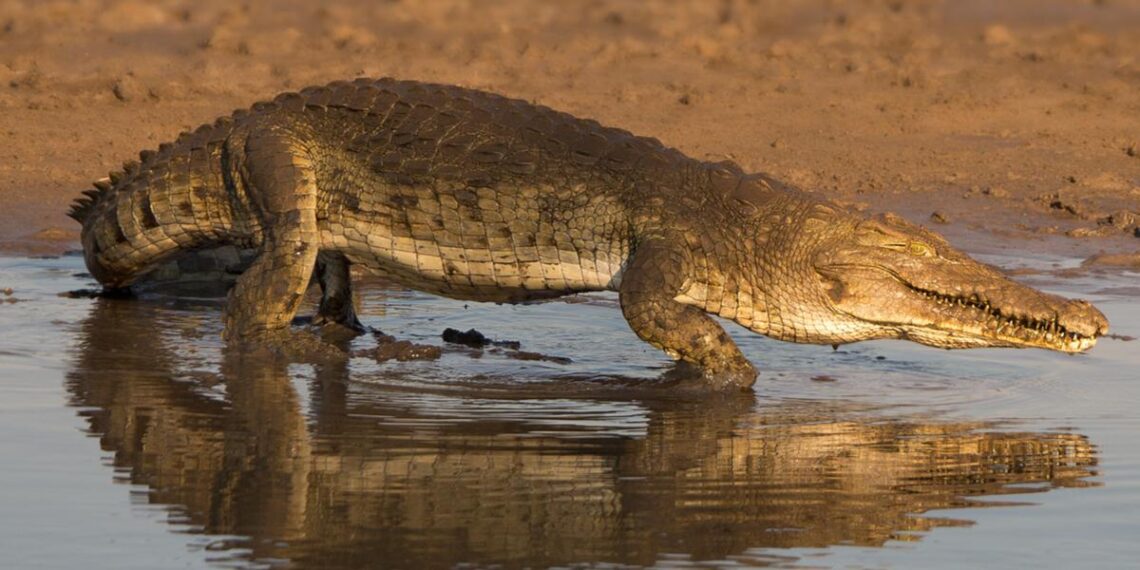 Krokodille død af stress￼