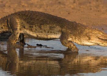 Krokodille død af stress￼